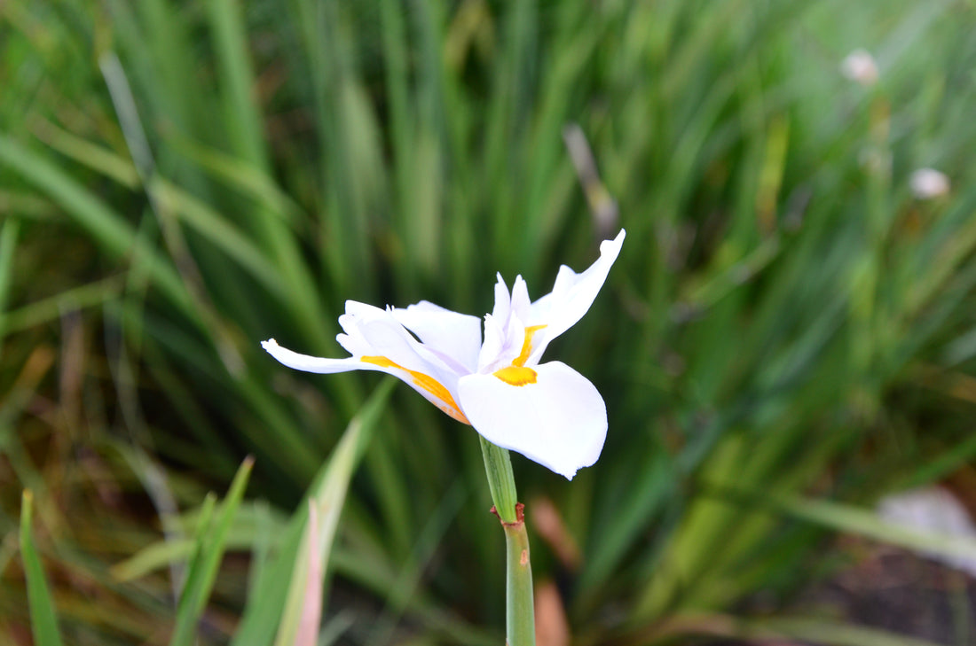 Close up of white flower among sustainable greenery 