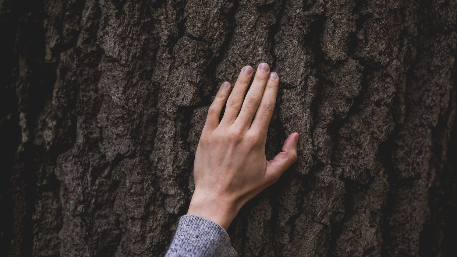 hand touching brown bark of tree 